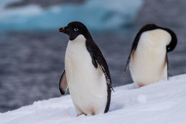 istock Adelie Penguin standing on an iceberg 2126924011