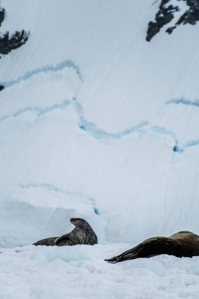 istock Weddell Seal resting on ice 2126924026