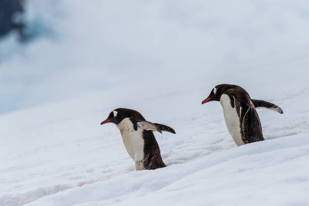 istock Gentoo colony at Danco Island 2126924027
