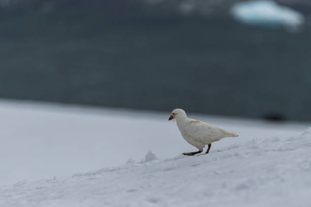 istock Snowy sheathbill in a snowy landscape 2126924032