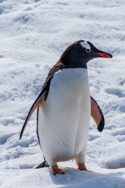 istock Close-up of a Gentoo Penguin on Trinity Island. 2126924576