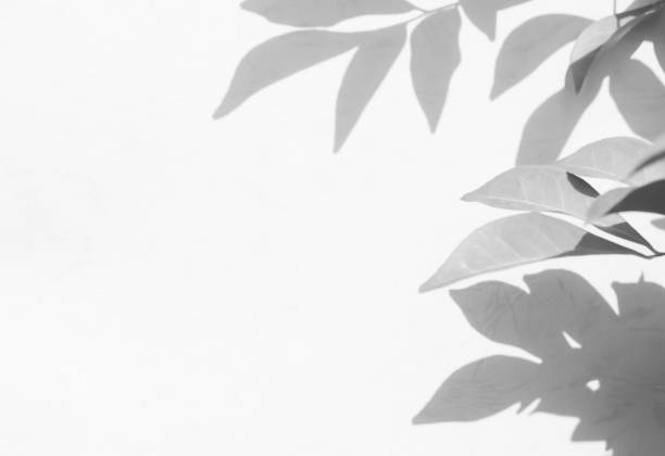 istock Shadow Background Abstract Leave Overlay Wall Floor Light Effect White Plant Sunlight Backdrop Mockup Minimal Spring Summer Nature Grey blur Photography Scene Template Poster Card Frame Product. 2126944590