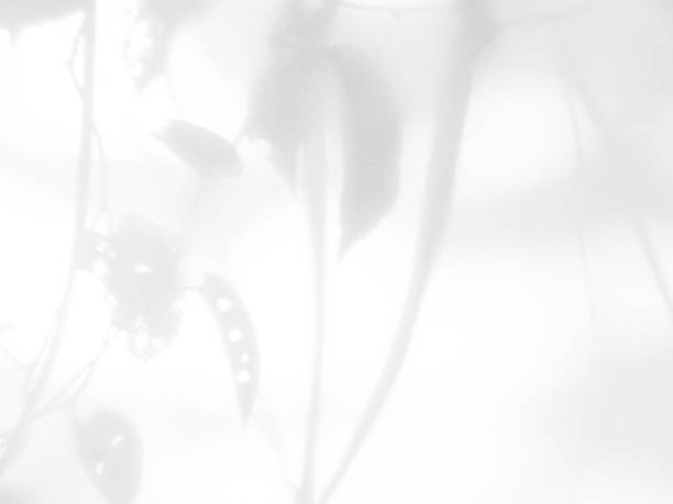 istock Shadow Background Abstract Leave Overlay Wall Floor Light Effect White Plant Sunlight Backdrop Mockup Minimal Spring Summer Nature Grey blur Photography Scene Template Poster Card Frame Product. 2126944600