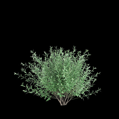 3d illustration of Salix purpurea bush isolated on black background