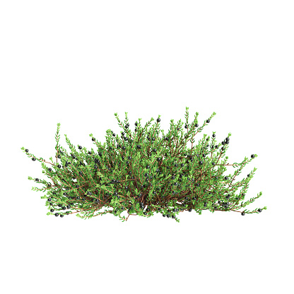 3d illustration of Empetrum nigrum bush isolated on white background