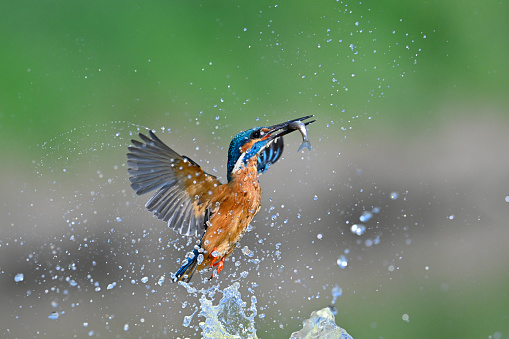 Male Kingfisher with Minnow supper.