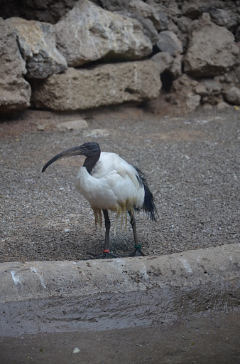 Sacred ibis in the Jungle Park in Tenerife