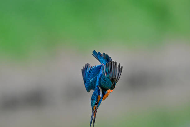 Kingfisher diving into the water to catch fish