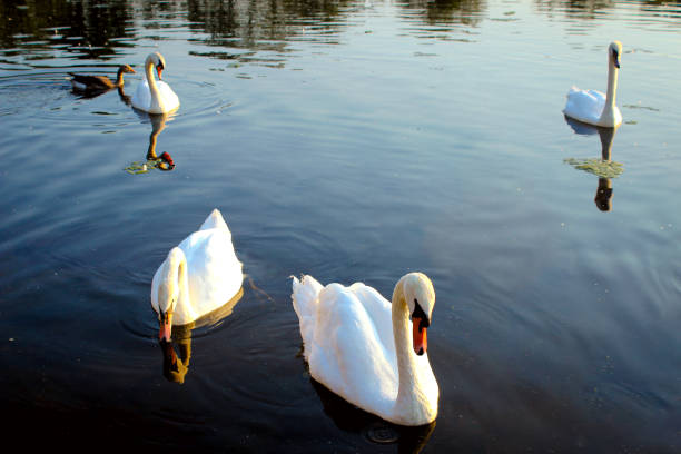 istock Swans on the lake 2127000335