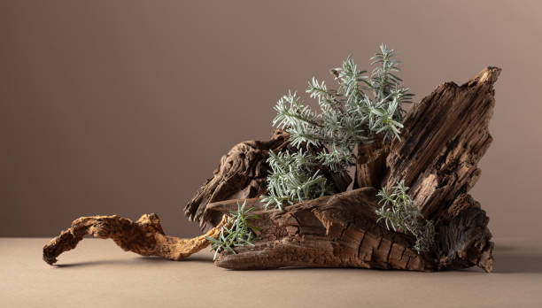 istock Nature scene with a composition of lavender and dry snags. 2127018014