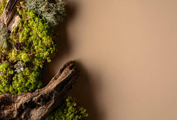 istock Abstract north nature scene with a composition of lichen, moss, and old snags on a beige background. 2127018018