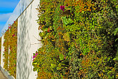 vertical outdoor planting on a company premises, wall planting, behind BMW firm