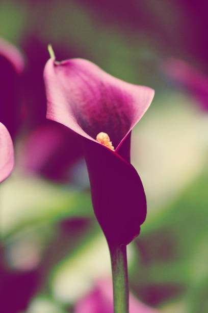 Dramatic light on a purple Calla Lily (Zantedeschia aethiopica) flower.