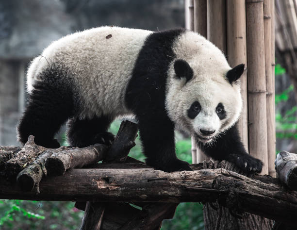 istock Cute Panda in Chengdu, China 2127036343