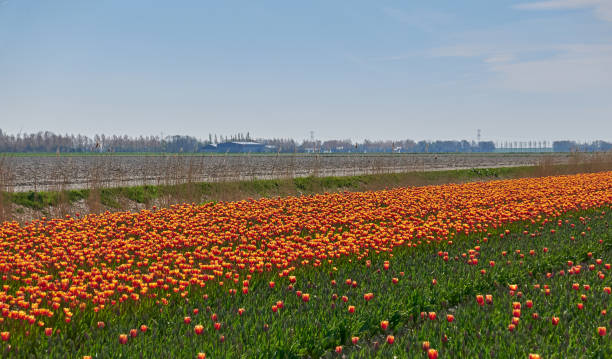 Field with blooming red- yellow tulip flowers. stock photo