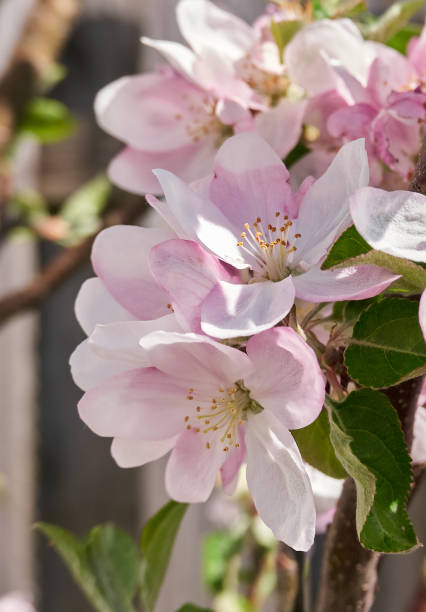 Branch of a blossoming apple tree, macro. stock photo