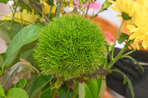 Dianthus or green ball flower