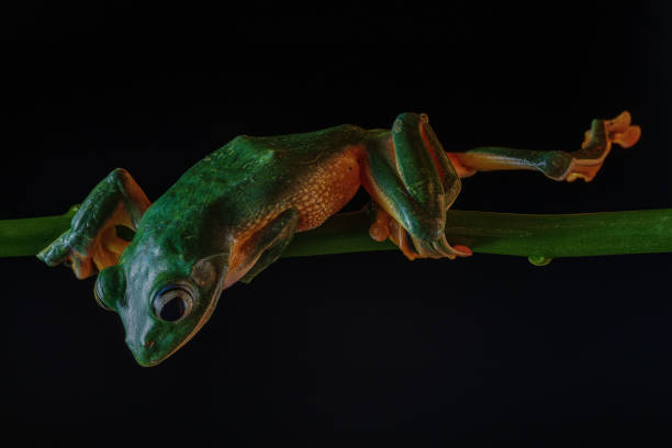 istock Green frog sitting on a tree branch 2127084313