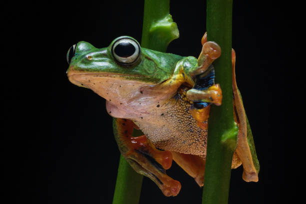 istock Green frog sitting on a tree branch 2127084314