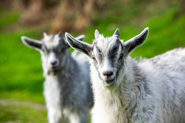 Mother goat with her baby on a green meadow in springtime.