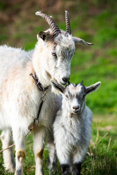 istock Mother goat with her baby on a green meadow in springtime. 2127108420
