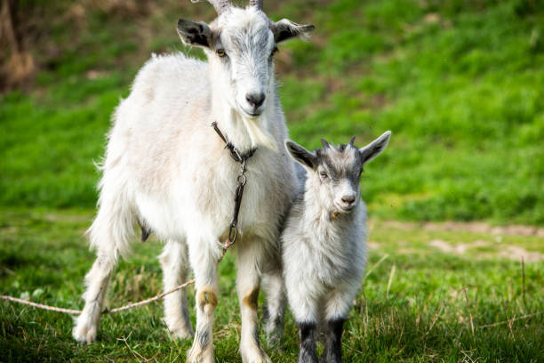 istock Mother goat with her baby on a green meadow in springtime. 2127108421
