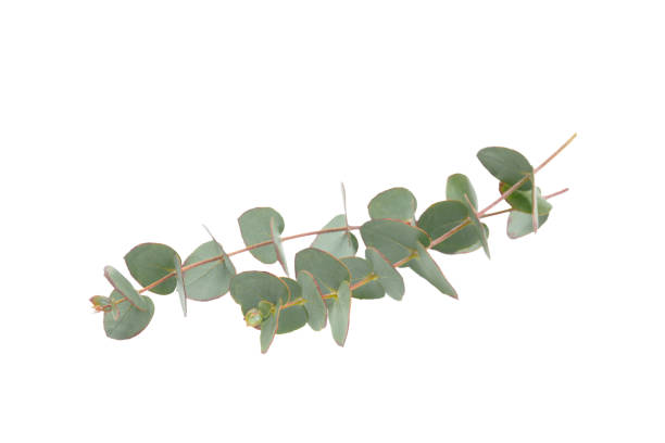 istock Green eucalyptus leaves isolated on a white background. Aromatherapy.Beautiful eucalyptus branches. Bouquet. Place for text, copy space, mockup 2127119151