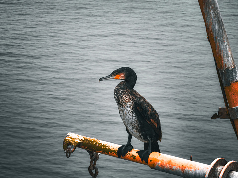 Cormorant on the deck of an old ship. Toned.