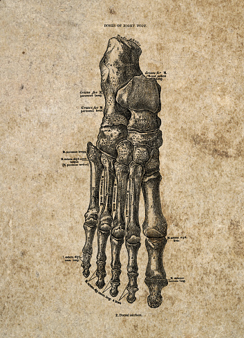 Bones of the Right foot, Dorsal surface, Vintage Biomedical Illustration, Victorian anatomical drawing, 19th Century.