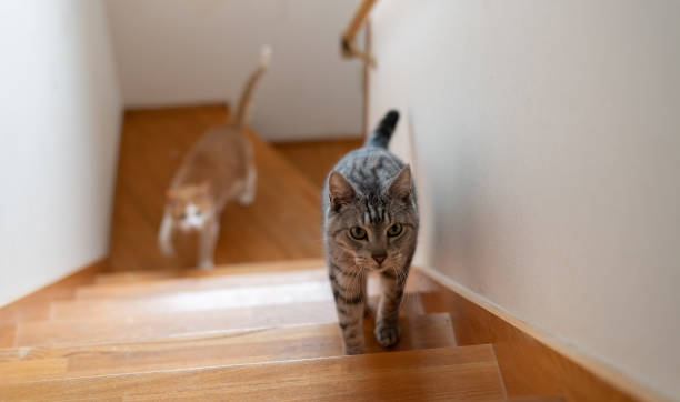 istock cat walking up the stairs 2127151602