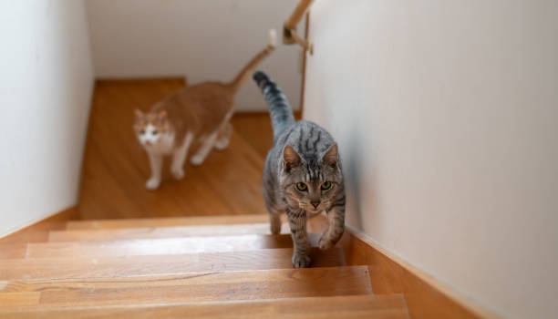 istock cat walking up the stairs 2127152124