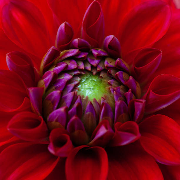 istock Close-up of the stigma inside a red Dahlia flower head 2127166472