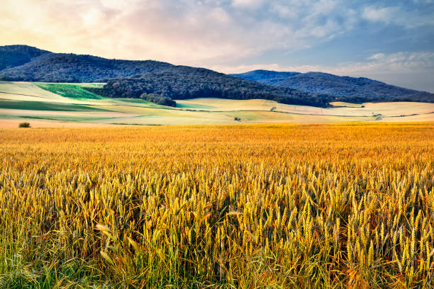 istock Campo de trigo en Morales 2127187170