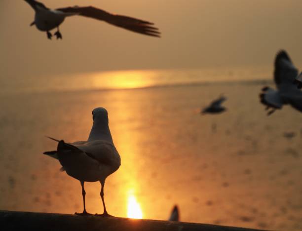 A seagull perched on rocky cliffs above the sea, glowing in warm golden sunset light. Yellow tones, soft reflections, and calm waves create a peaceful coastal atmosphere. Perfect for nature, travel, and freedom themes. High quality photo