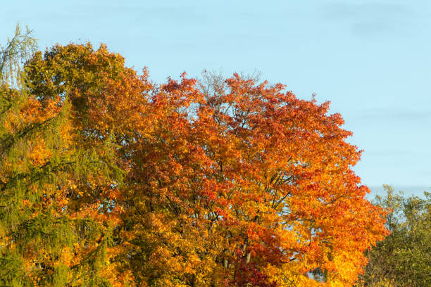istock autumn foliage of trees 2127222848