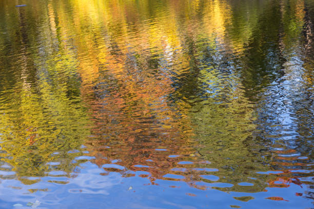 istock abstract reflections of trees with autumn foliage 2127223104