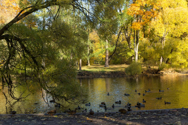 istock landscape in an autumn park 2127223369