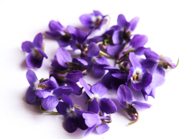 istock Beautiful violet flowers on white background 2127239455
