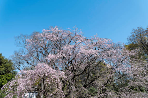 istock View of cherry blossoms in full bloom in Komagome, Bunkyo-ku, Tokyo 2127245708