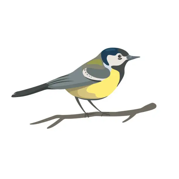 Vector illustration of Great tits sitting on branch. White background