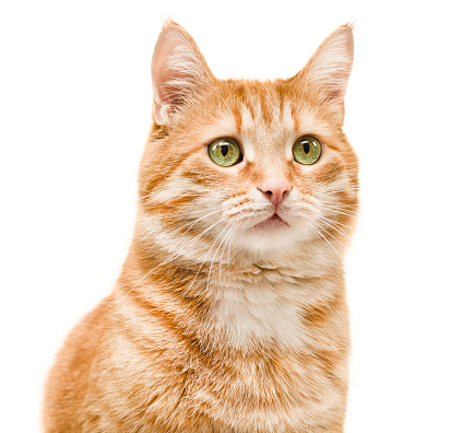 ginger cat looking away on isolated white background