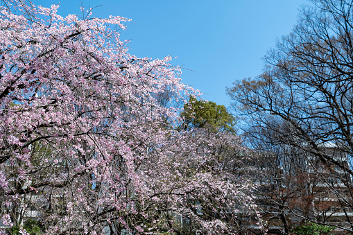 View of cherry blossoms in full bloom in Komagome, Bunkyo-ku, Tokyo