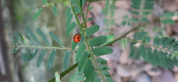 A red ladybug with black spots clings to a tamarind tree leaf.