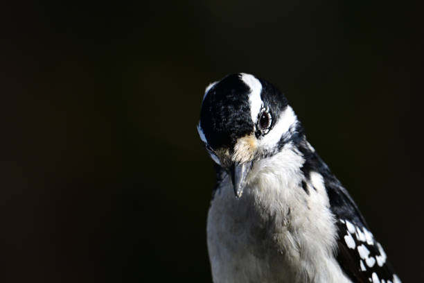 A female Hairy Woodpecker head portrait sitting perched in a pine tree