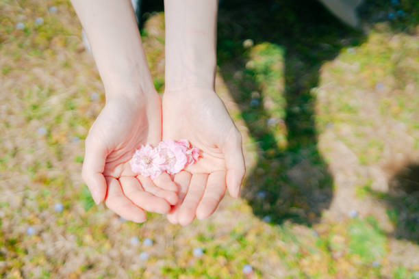 Place the cherry blossoms in your palm