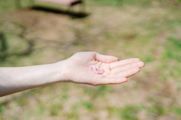istock Place the cherry blossoms in your palm 2127350418