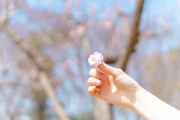 istock Place the cherry blossoms in your palm 2127350928