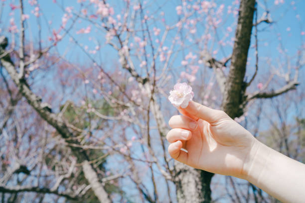Place the cherry blossoms in your palm