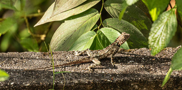 Caribbean Tree-runner, Caribbean Licen: Trinidad