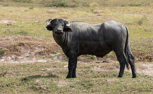 A bull Buffalyspo, which is a beef-producing hybrid composed of various water-buffalo breeds, native to Trinidad, but now exported to other countries.